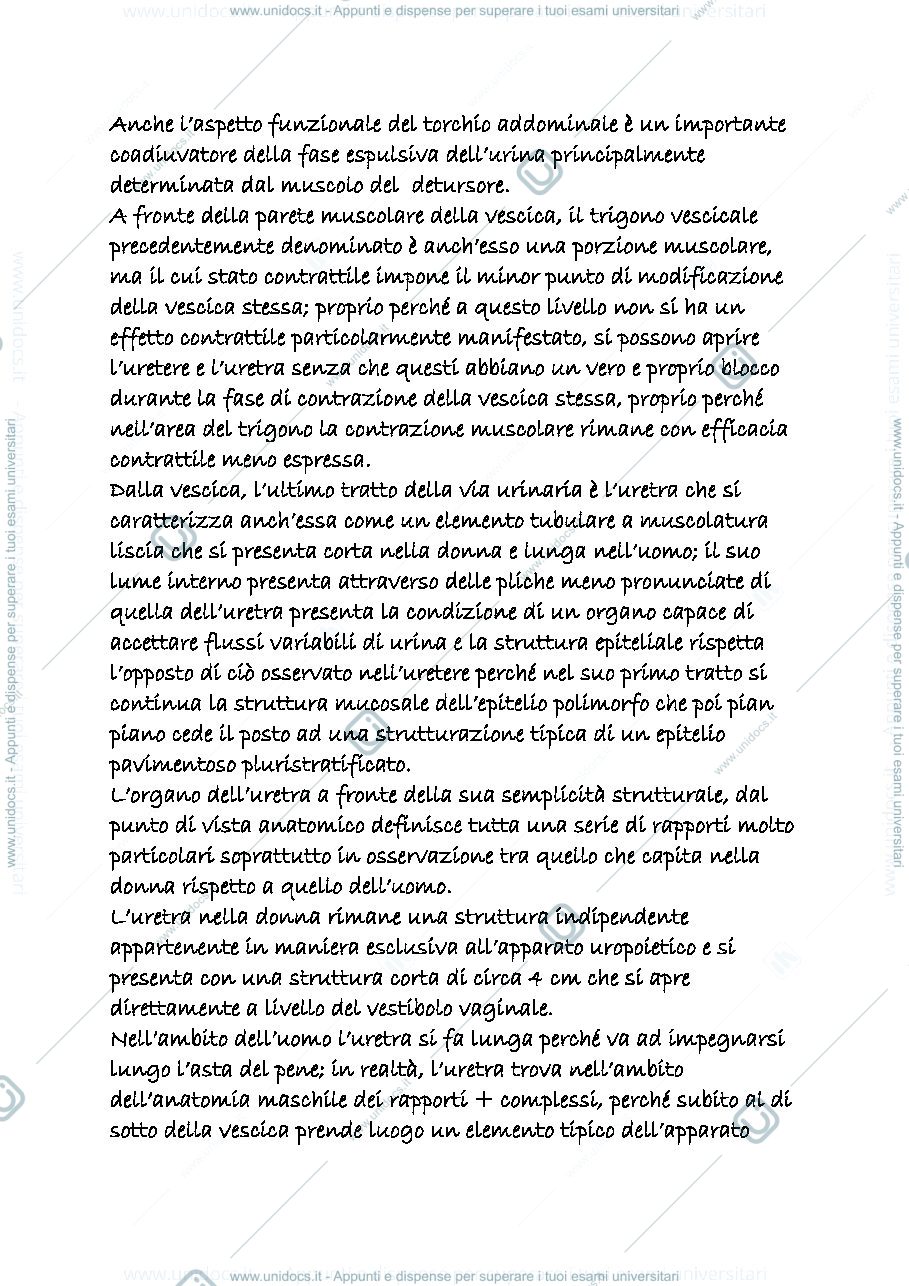 Anteprima pagina 2 — uropoietico 3