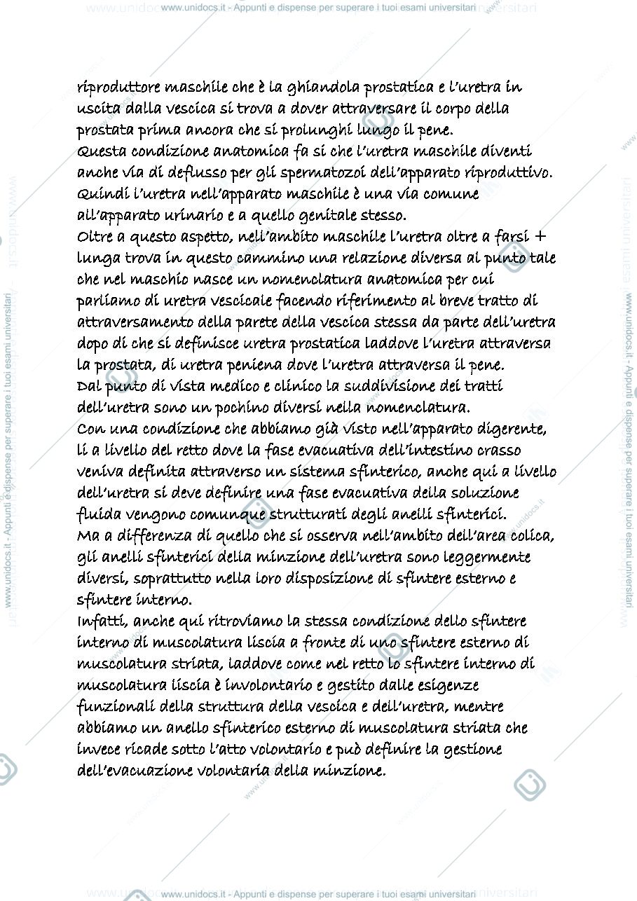 Anteprima pagina 3 — uropoietico 3