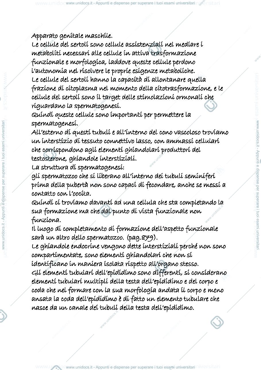 Anteprima pagina 1 — genitale maschile