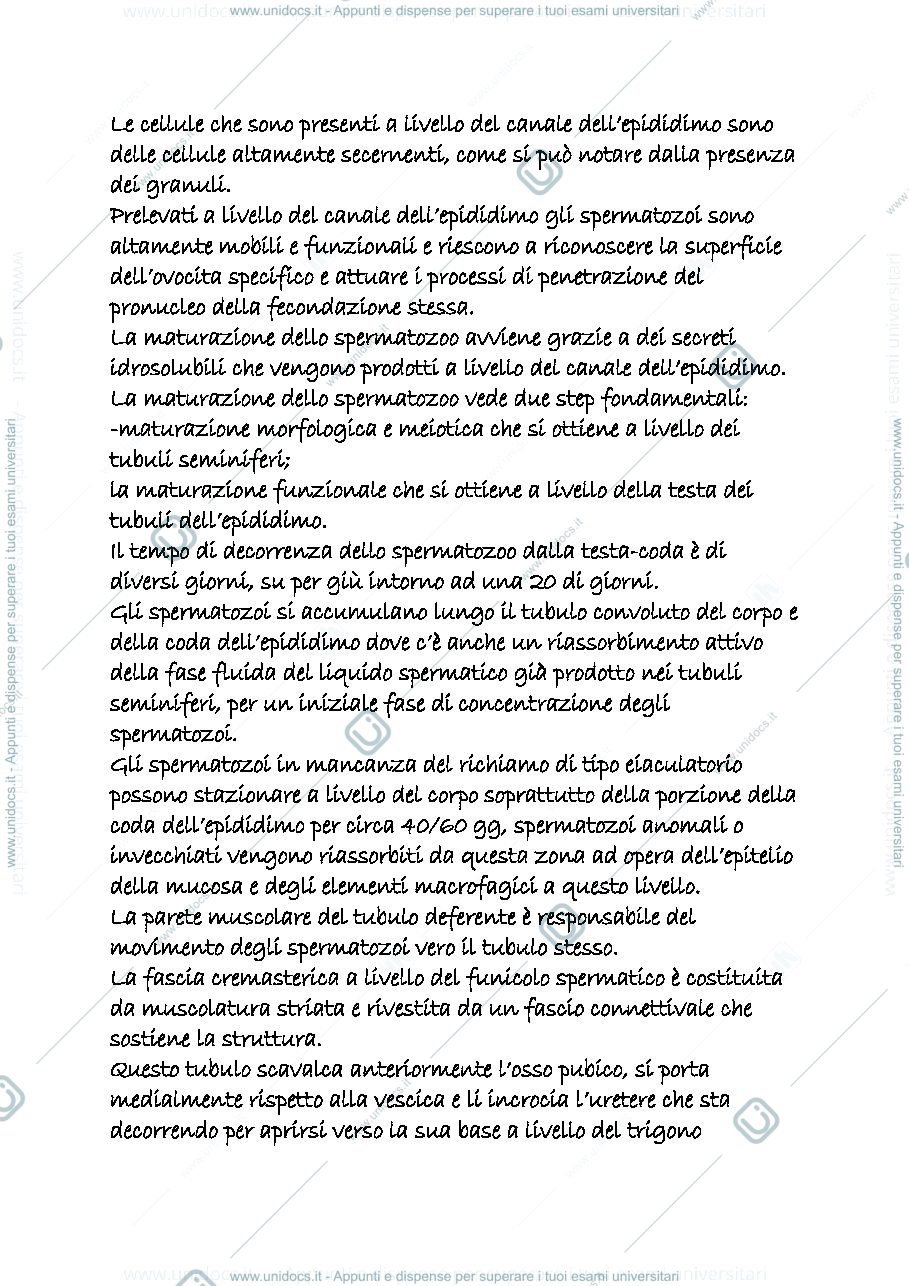 Anteprima pagina 2 — genitale maschile