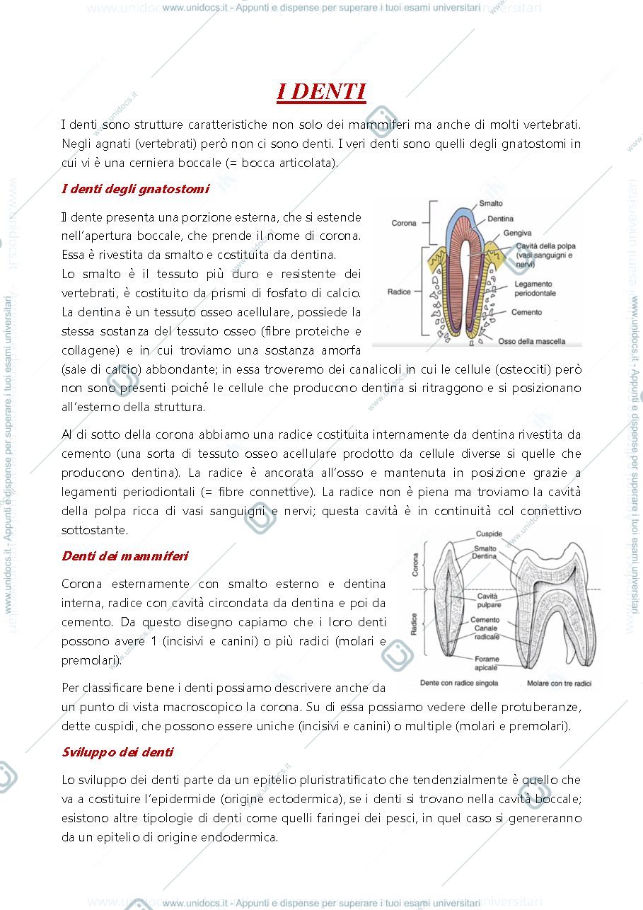 Anteprima pagina 1 — Denti