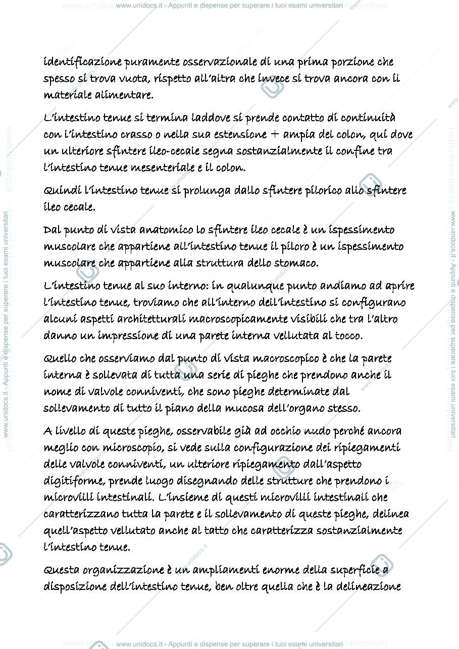 Anteprima pagina 2 — digerente 8