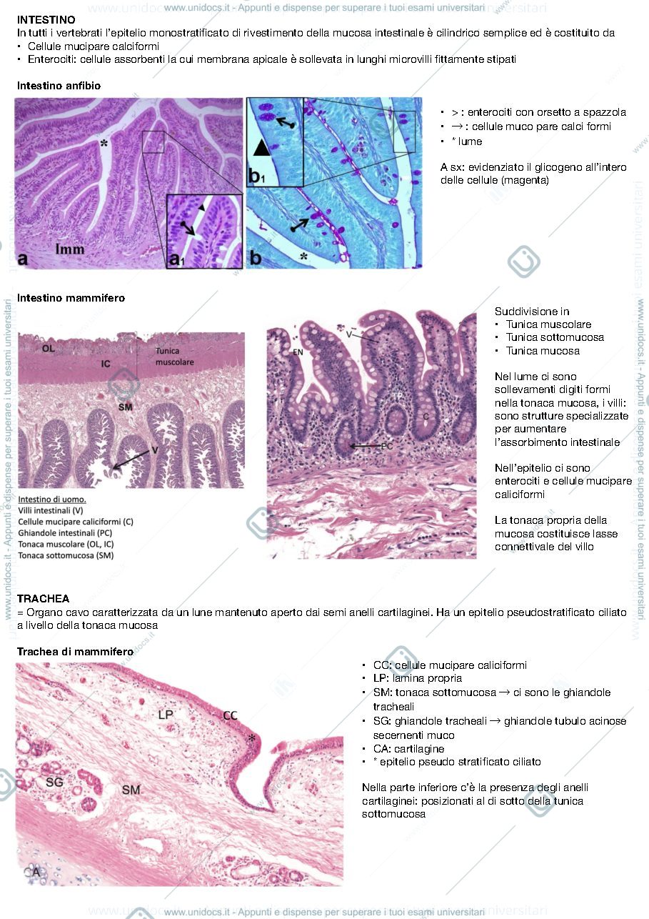 Anteprima pagina 1 — Organi cavi 