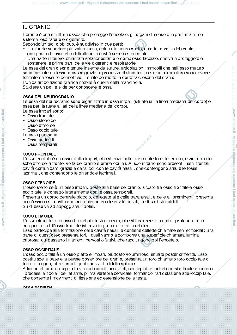 Anteprima pagina 1 — Cranio