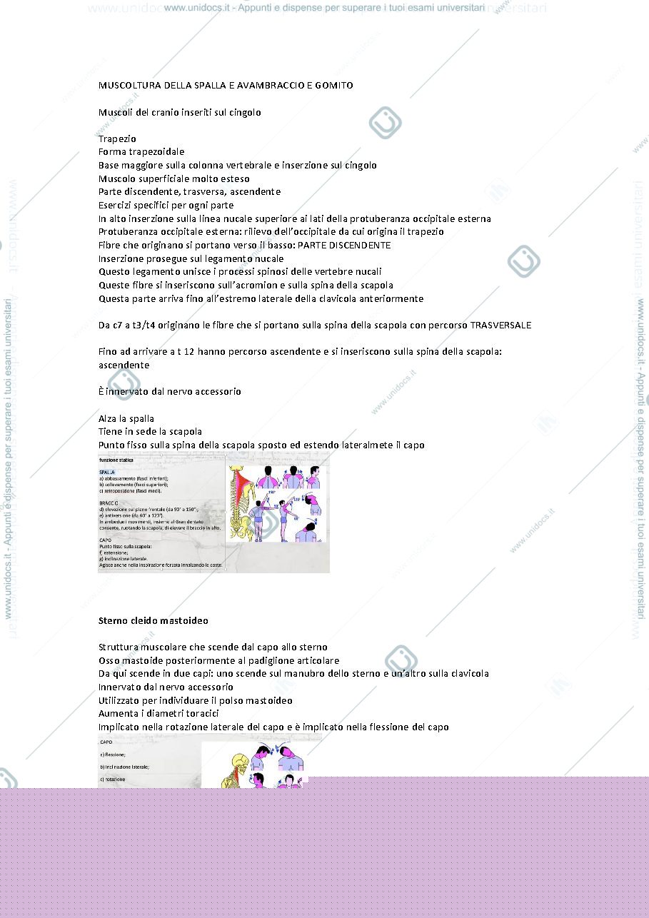 Anteprima pagina 1 — muscolatura spalla avambraccio e gomito