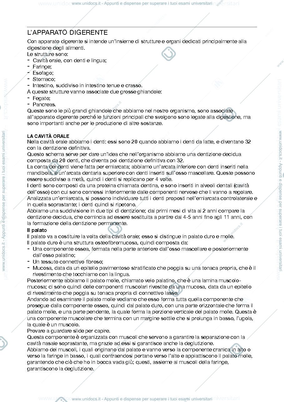 Anteprima pagina 1 — Apparato Digerente