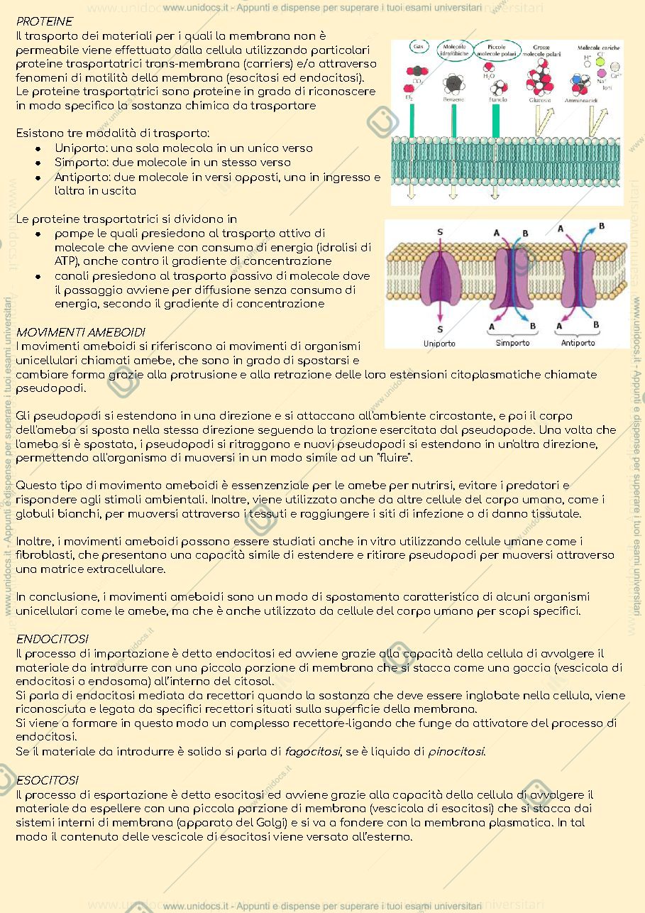 Anteprima pagina 2 — Appunti di citologia per il primo anno