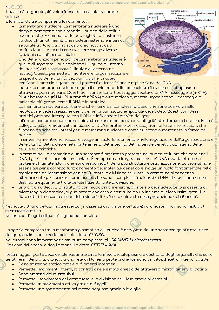 Anteprima pagina 3 — Appunti di citologia per il primo anno