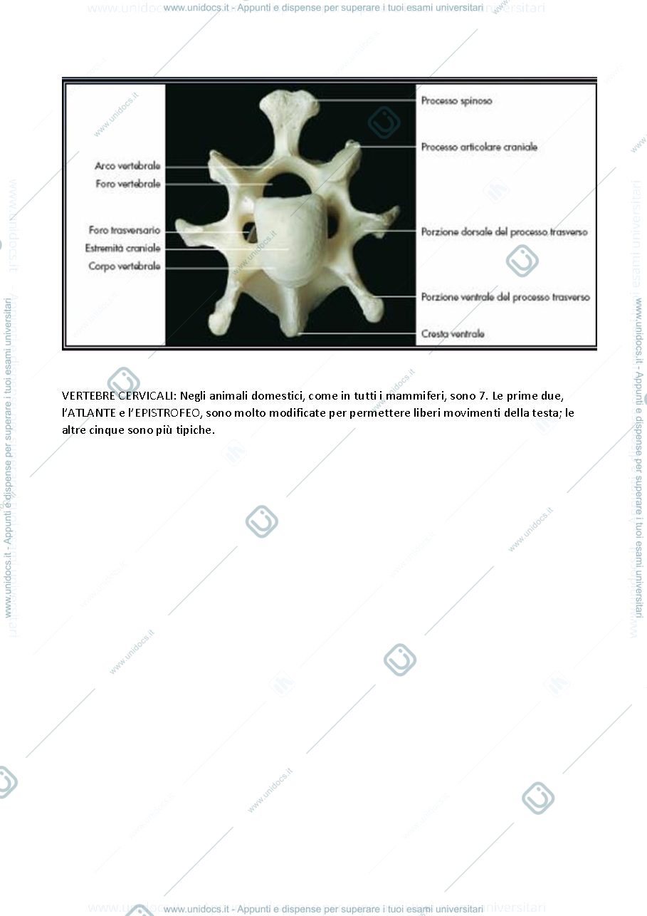 Anteprima pagina 3 — anatomia sistematica e comparata