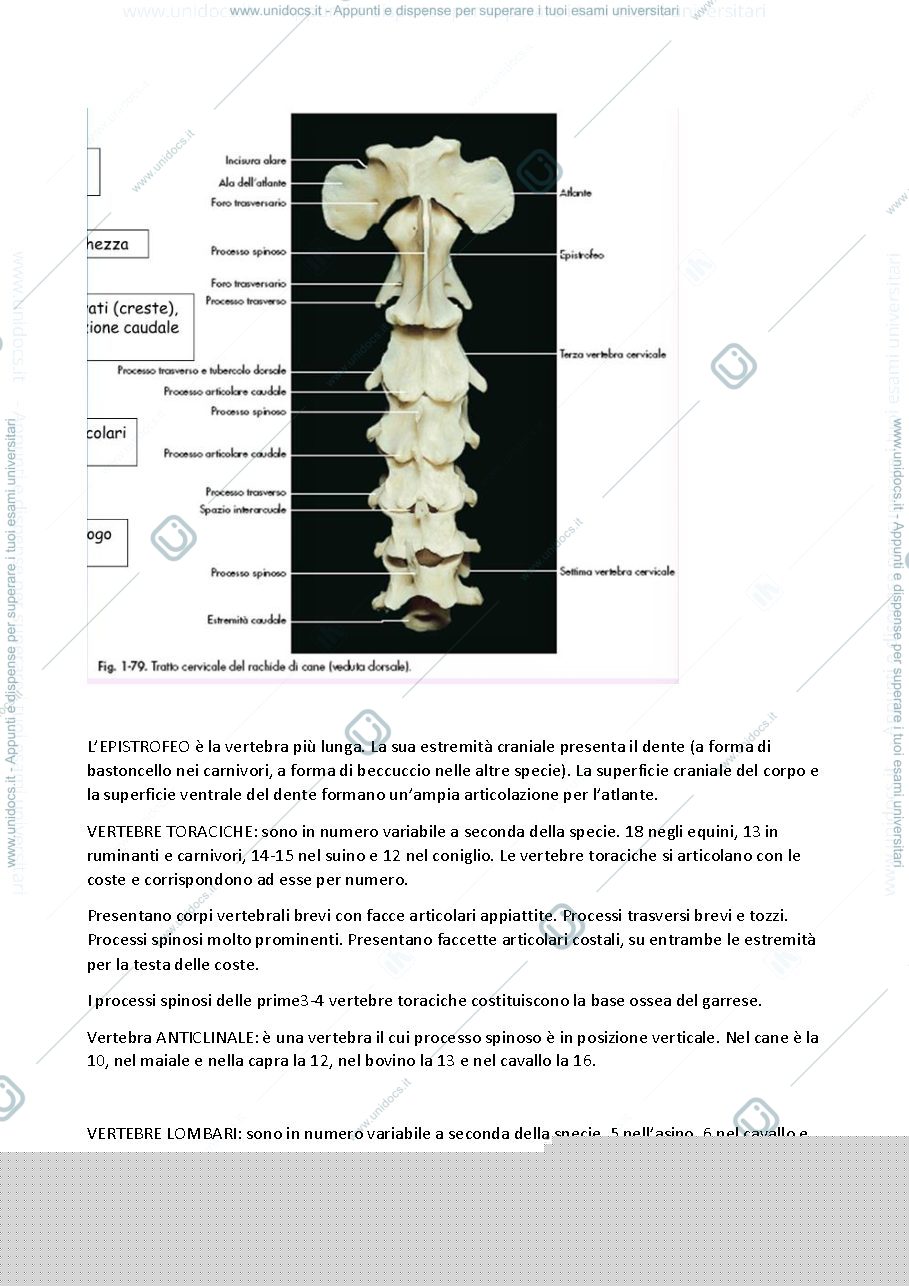 Anteprima pagina 4 — anatomia sistematica e comparata
