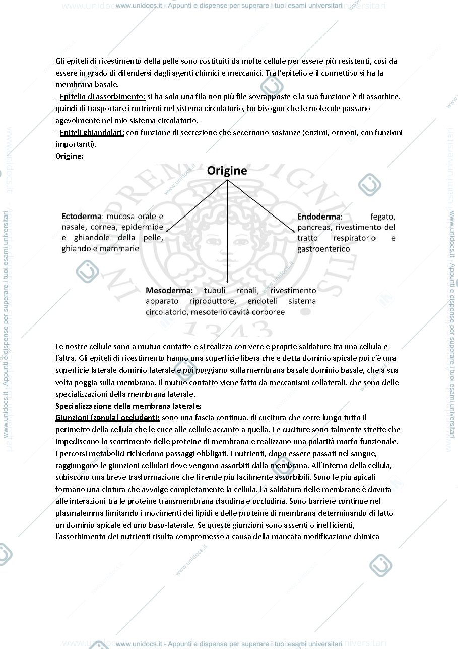 Anteprima pagina 2 — Anatomia I