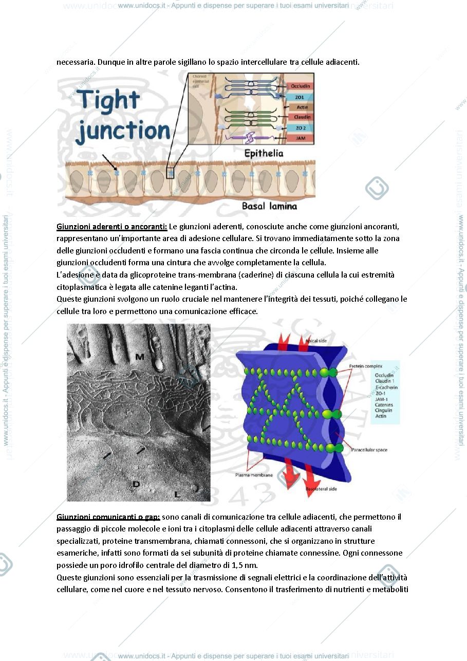 Anteprima pagina 3 — Anatomia I