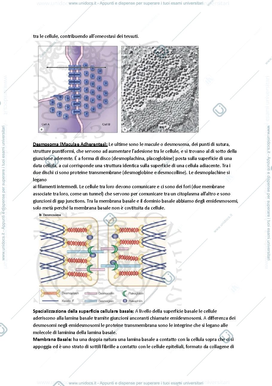 Anteprima pagina 4 — Anatomia I