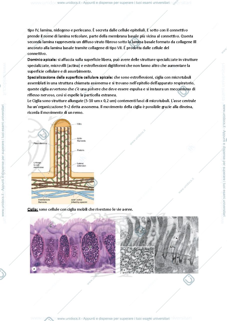 Anteprima pagina 5 — Anatomia I