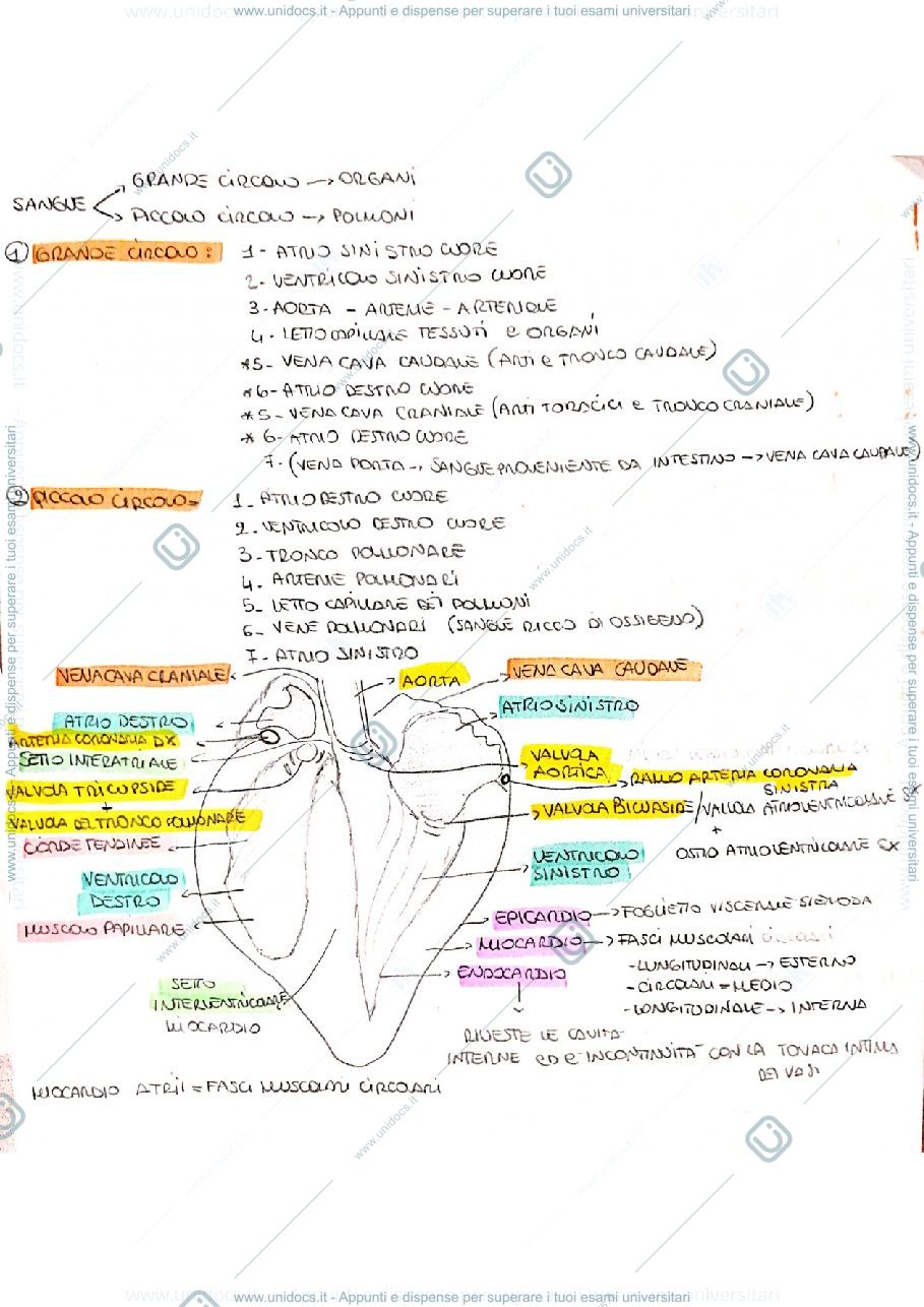 Anteprima pagina 1 — Apparato cardiocircolatorio 