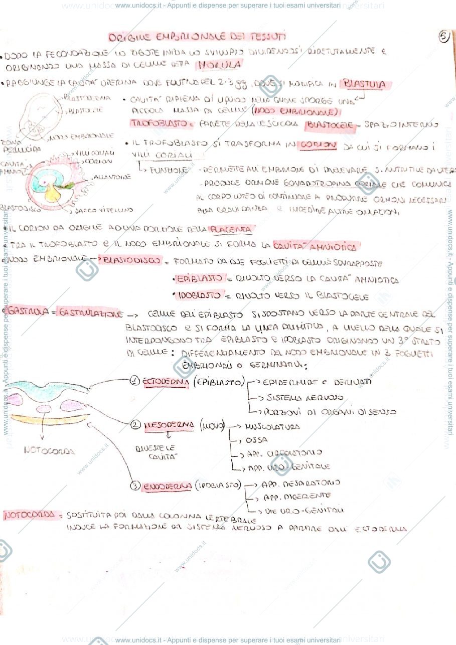 Anteprima pagina 1 — Origine embrionale dei tessuti 
