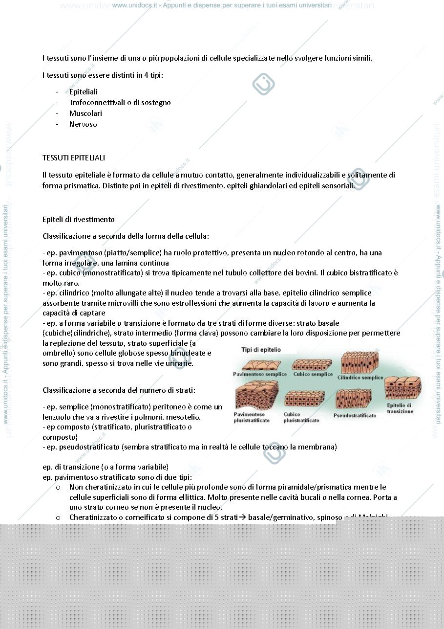 Anteprima pagina 1 — tessuti epiteliali