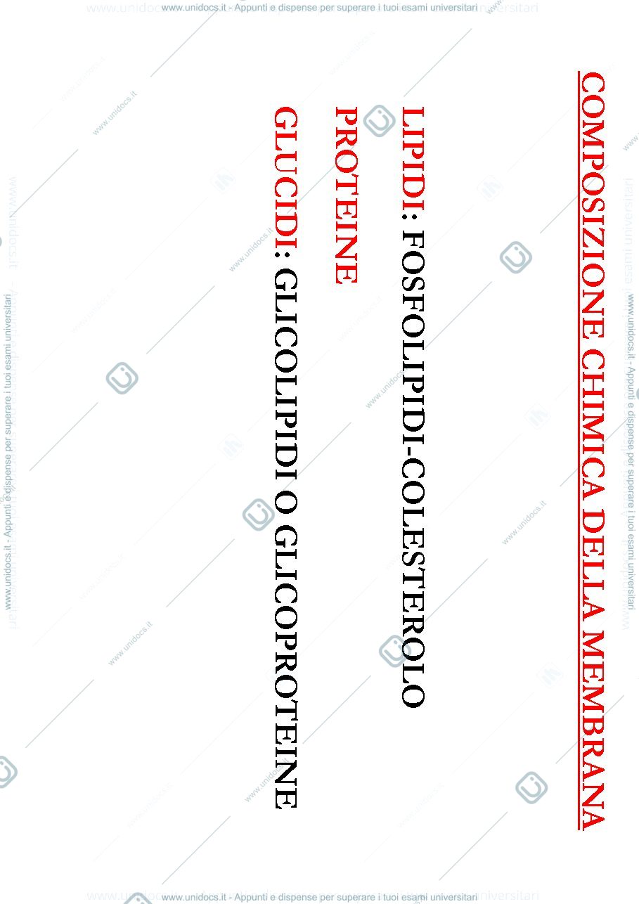 Anteprima pagina 2 — slide biologia 