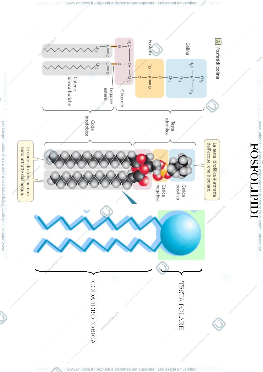 Anteprima pagina 3 — slide biologia 