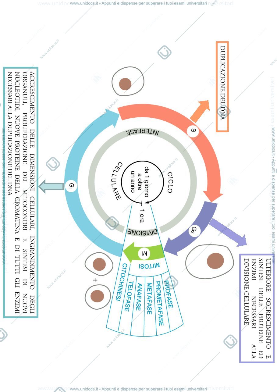 Anteprima pagina 2 — biologia 1 anno