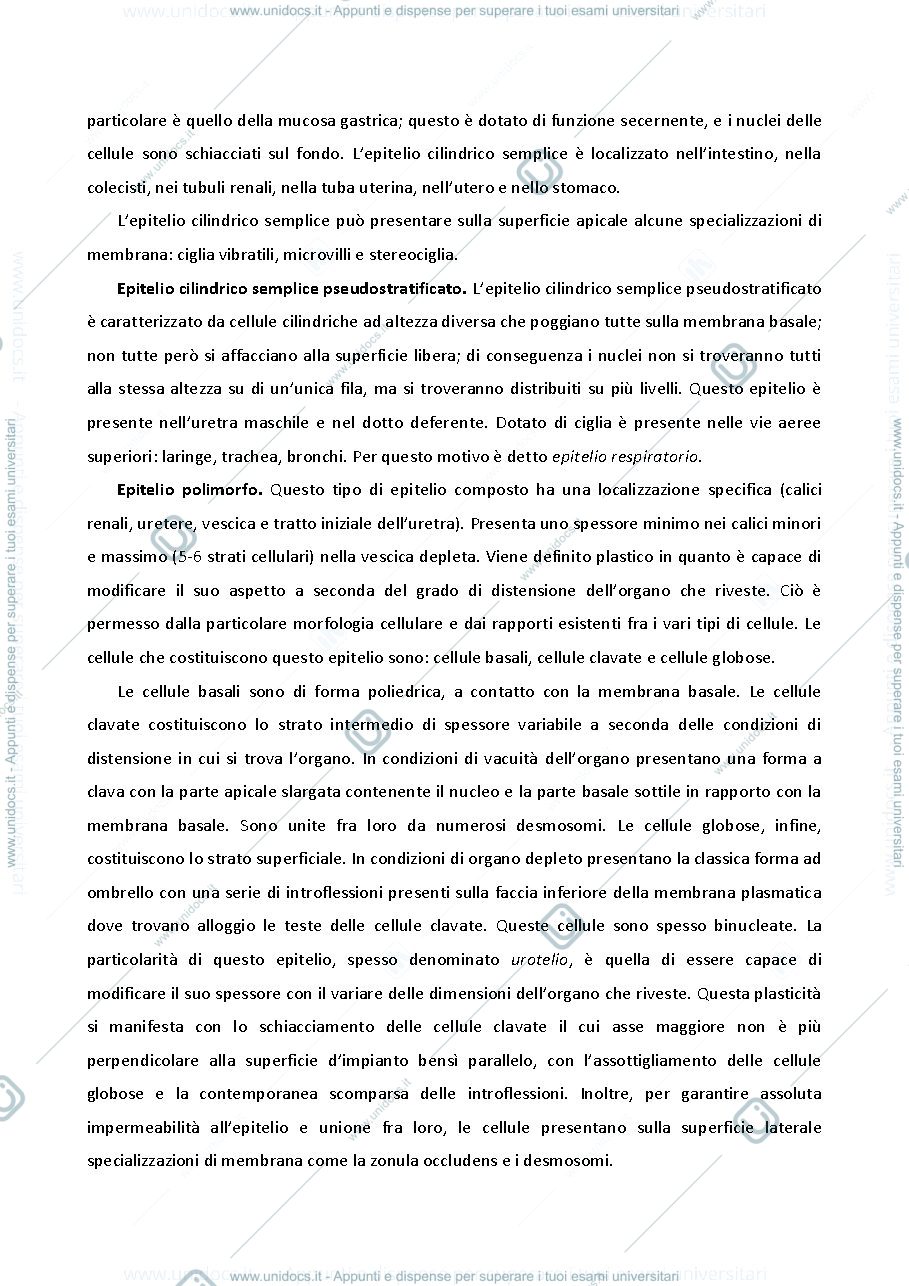 Anteprima pagina 3 — appunti istologia