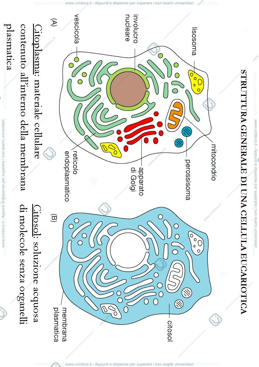 Anteprima pagina 1 — biologia