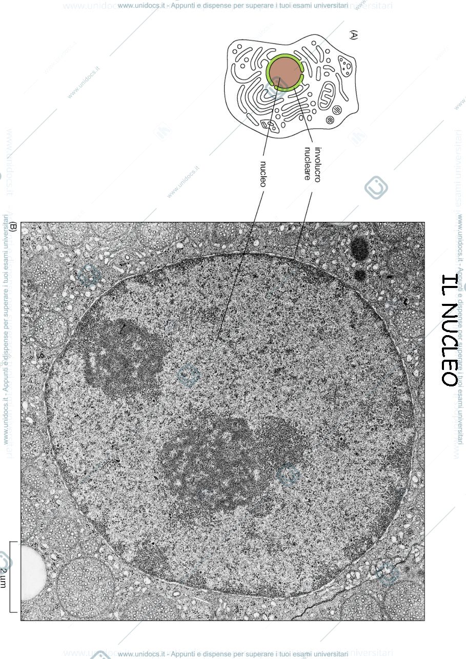 Anteprima pagina 2 — biologia