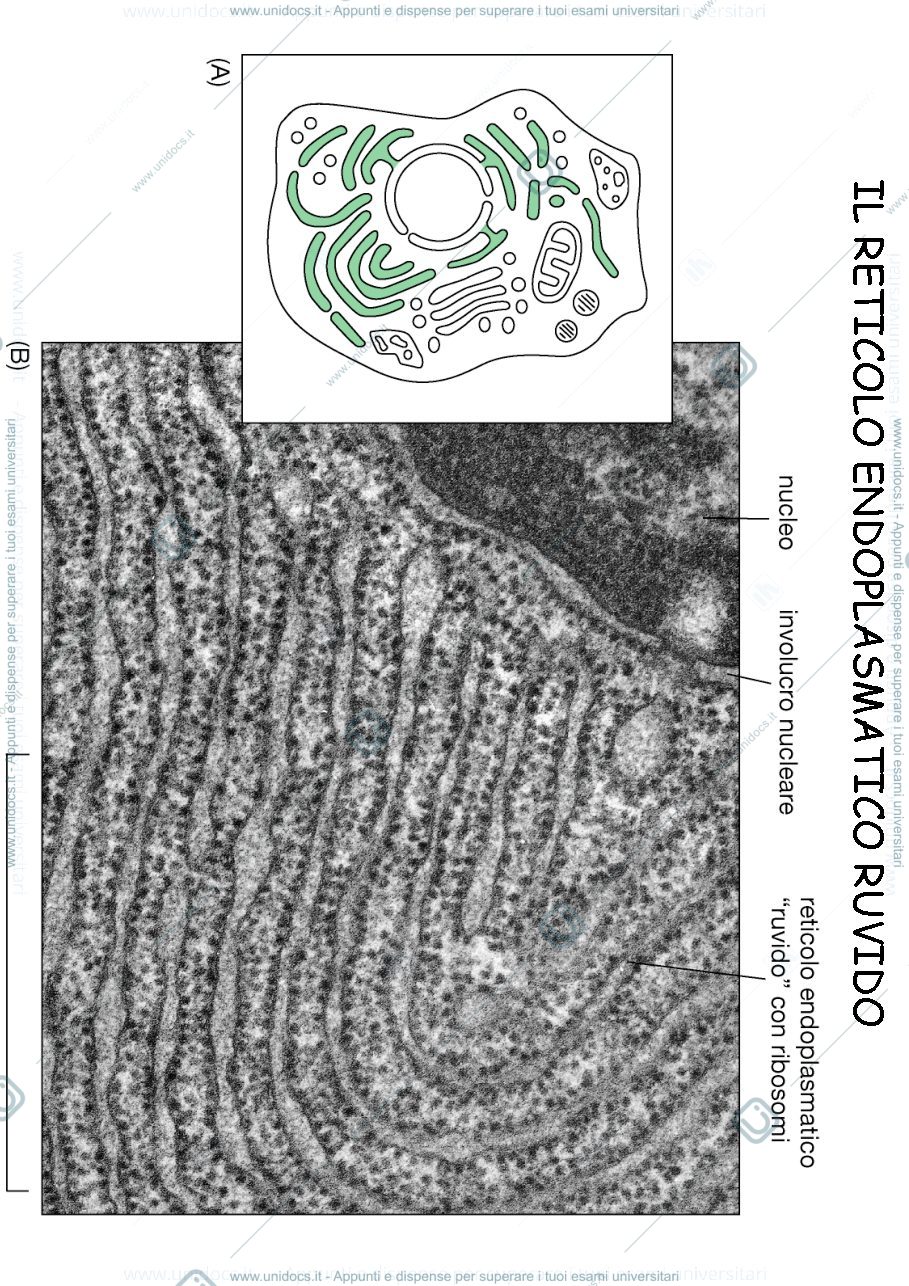 Anteprima pagina 3 — biologia
