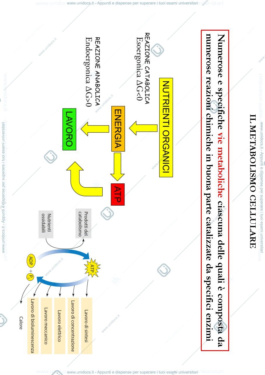 Anteprima pagina 1 — biologia 1 anno