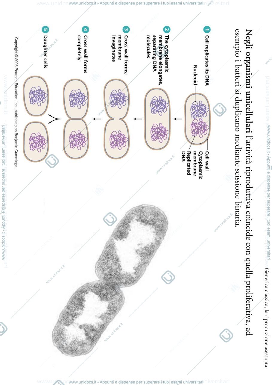 Anteprima pagina 2 — biologia 1 anno