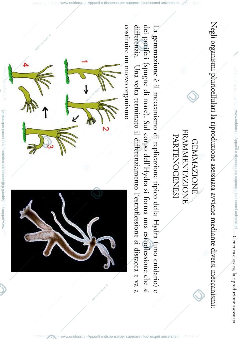 Anteprima pagina 3 — biologia 1 anno