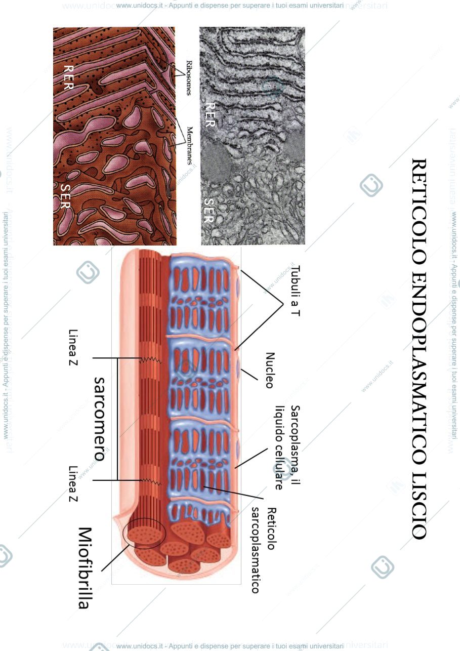 Anteprima pagina 1 — biologia 1 anno