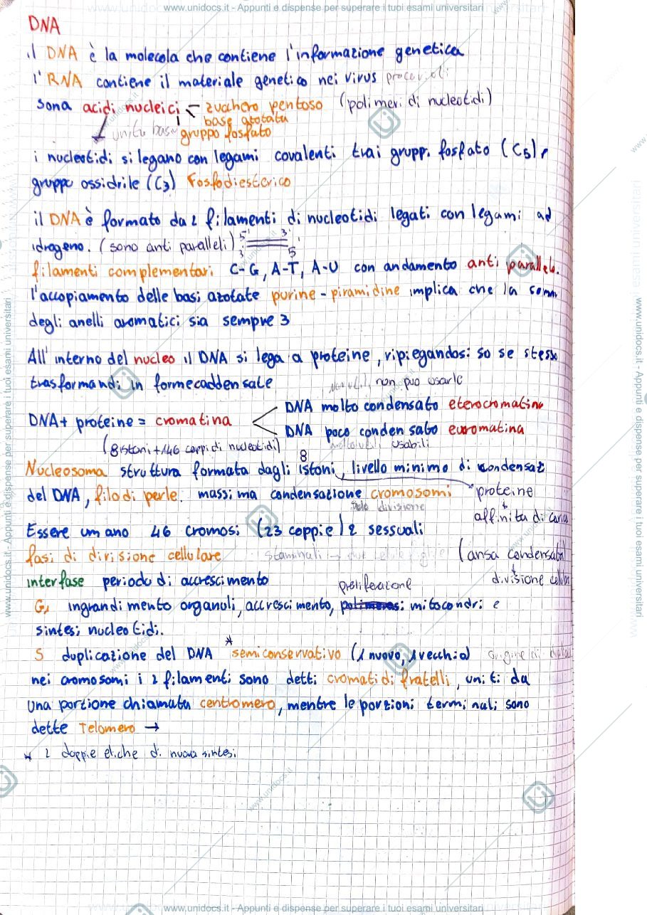Anteprima pagina 1 — acidi nucleici 