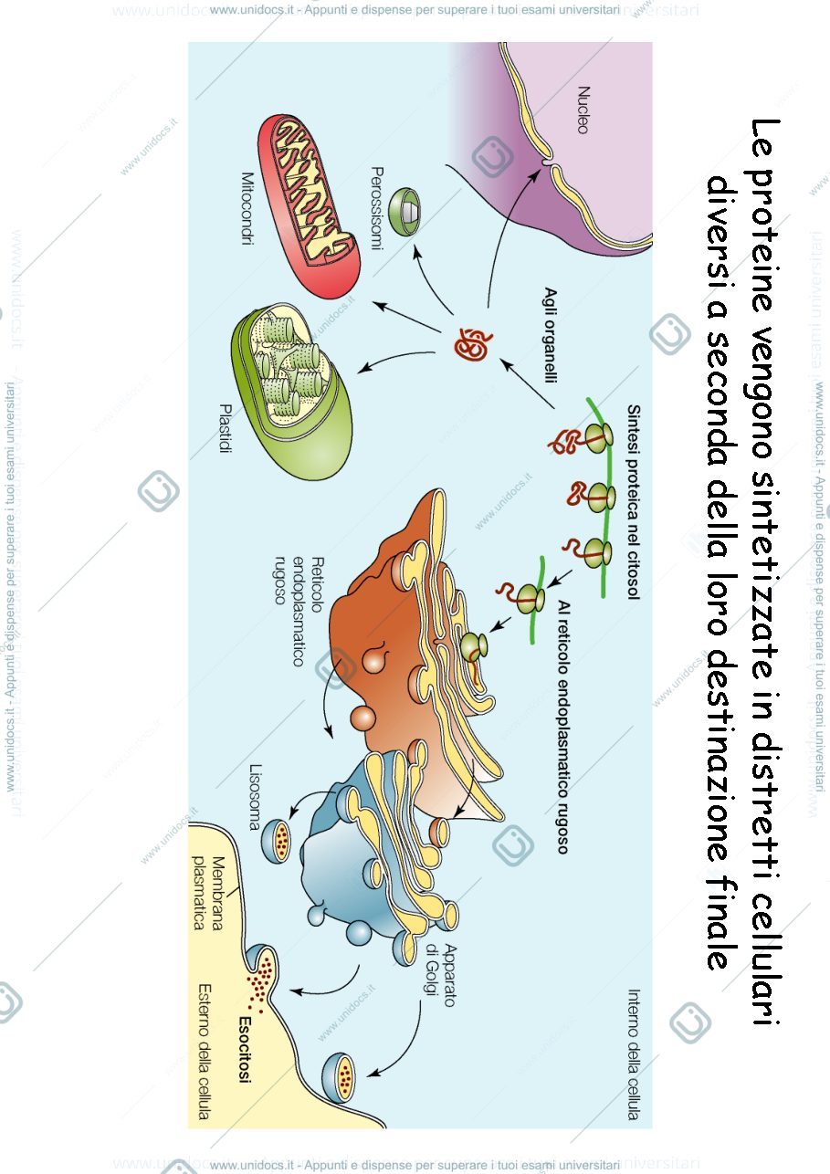 Anteprima pagina 2 — biologia 1 anno