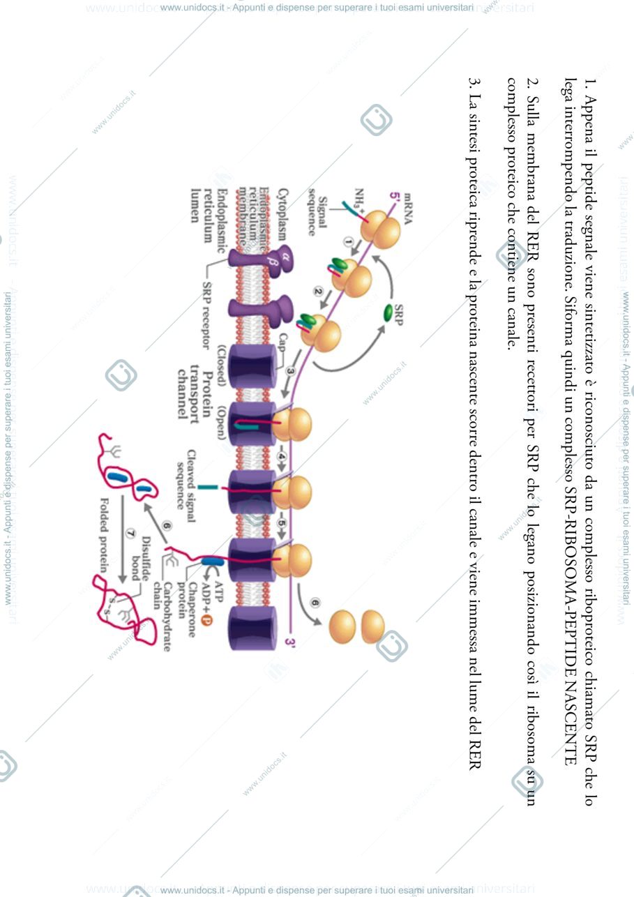 Anteprima pagina 3 — biologia 1 anno