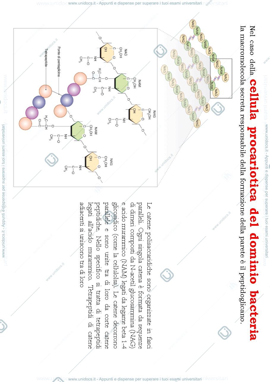 Anteprima pagina 2 — biologia