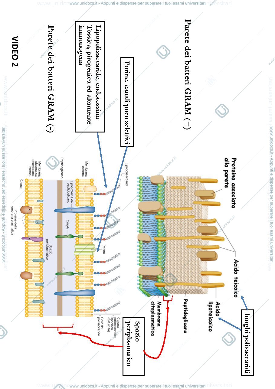 Anteprima pagina 3 — biologia