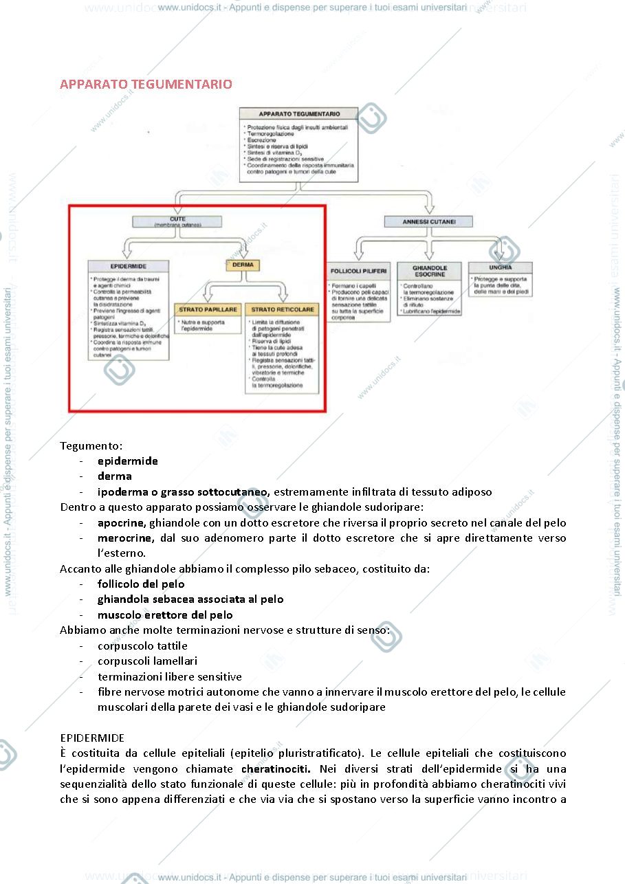 Anteprima pagina 1 — Anatomia dell'uomo e dei modelli sperimentali in biomedicina 