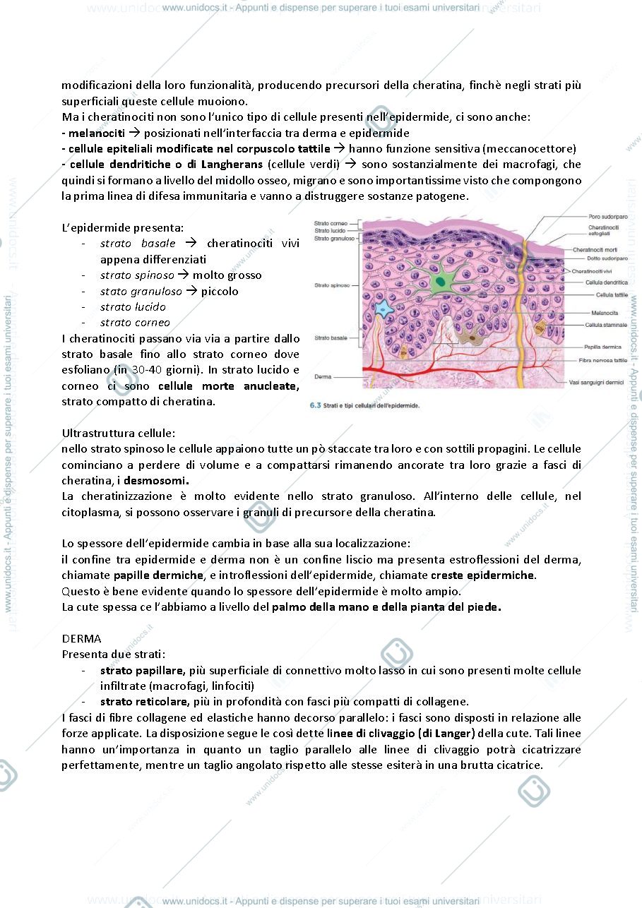 Anteprima pagina 2 — Anatomia dell'uomo e dei modelli sperimentali in biomedicina 