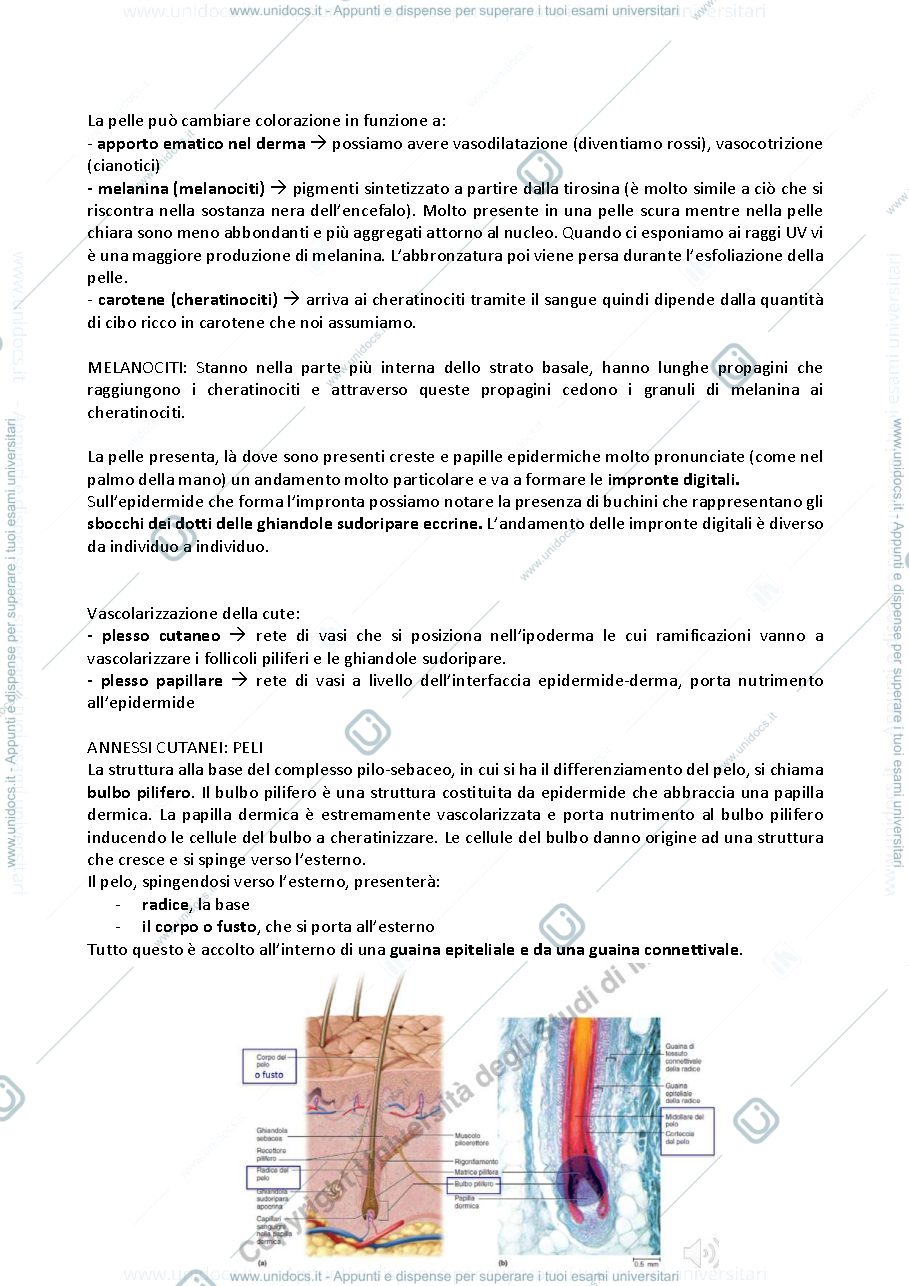 Anteprima pagina 3 — Anatomia dell'uomo e dei modelli sperimentali in biomedicina 