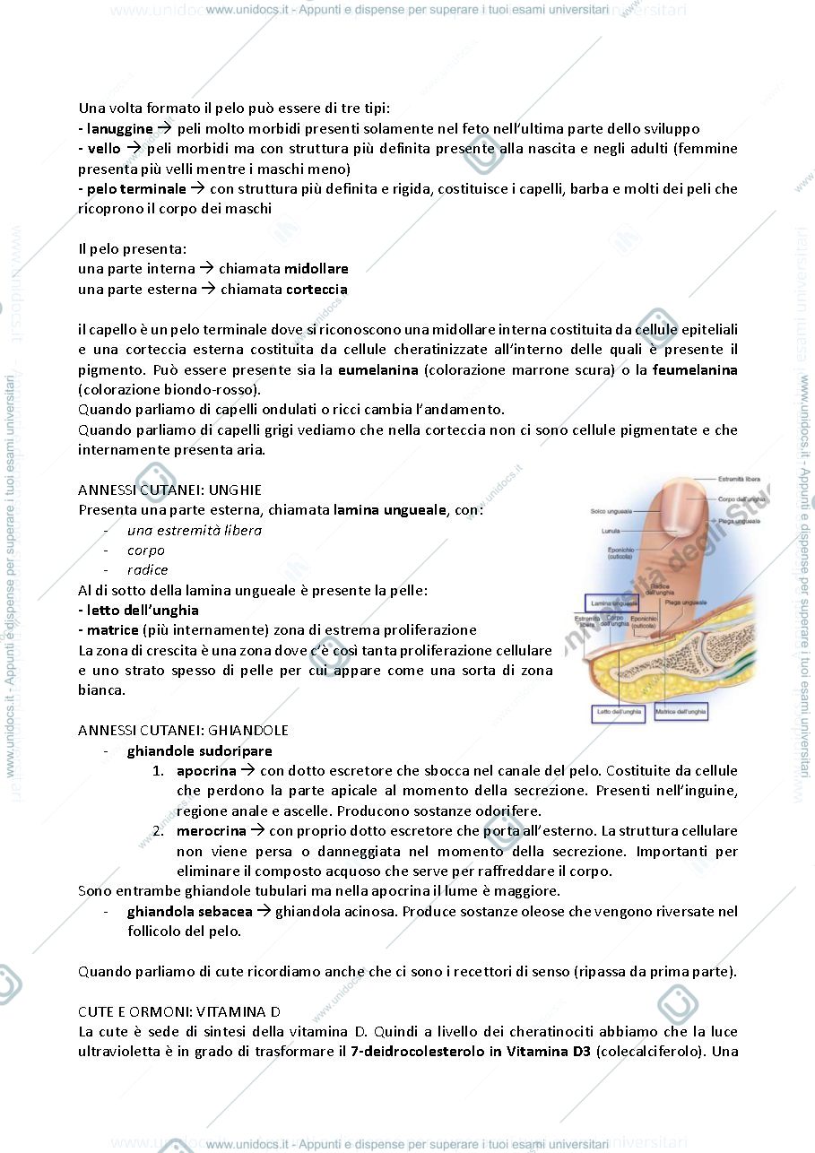 Anteprima pagina 4 — Anatomia dell'uomo e dei modelli sperimentali in biomedicina 