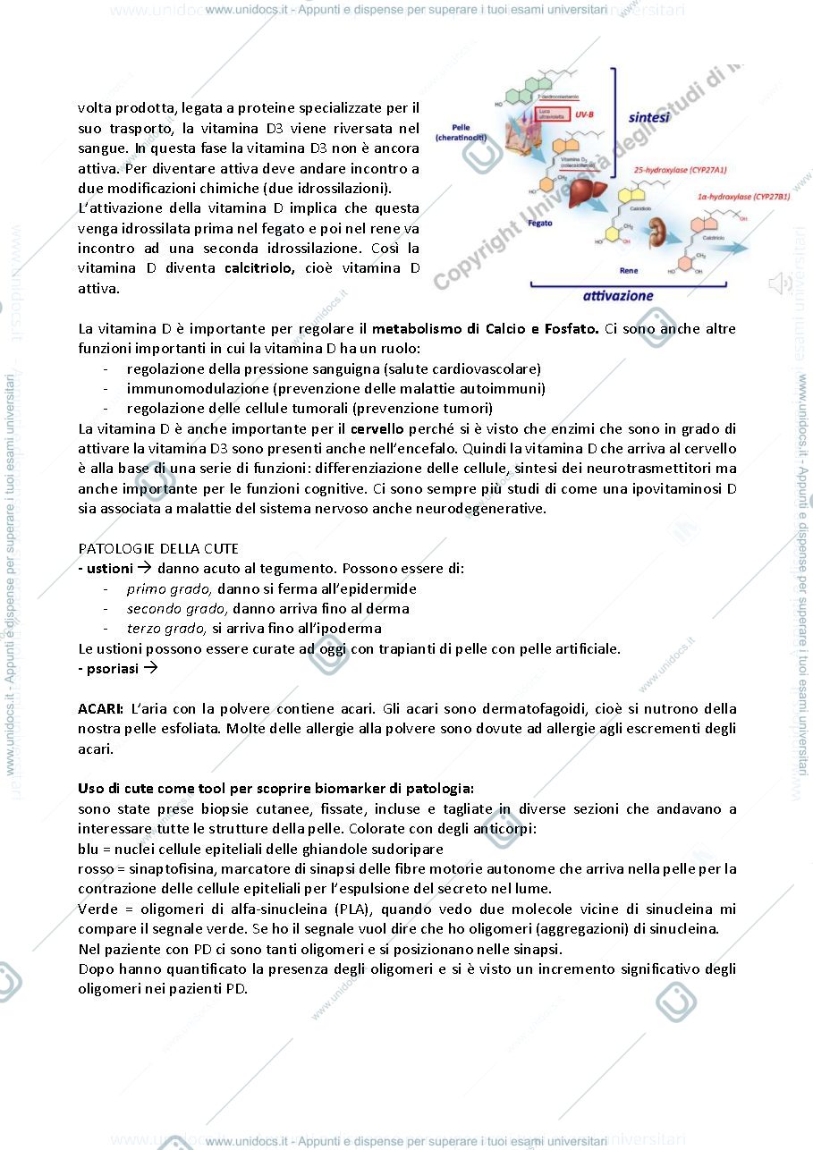Anteprima pagina 5 — Anatomia dell'uomo e dei modelli sperimentali in biomedicina 