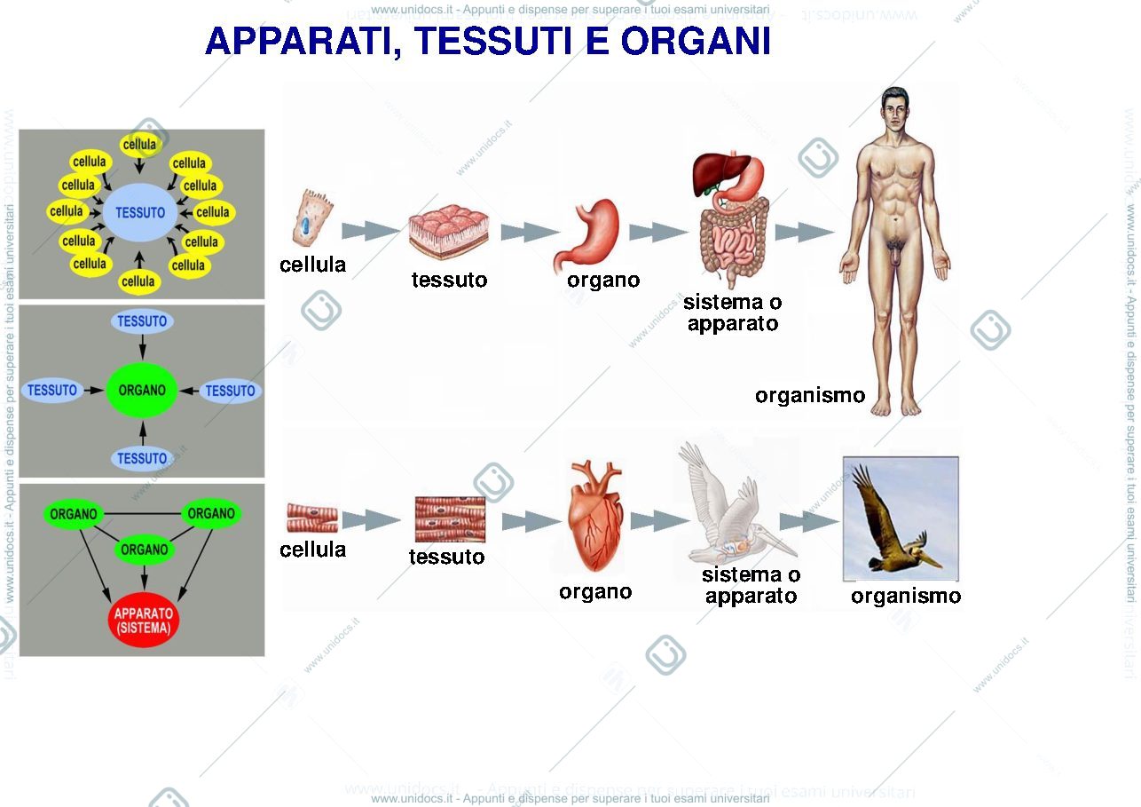 Anteprima pagina 1 — istologia