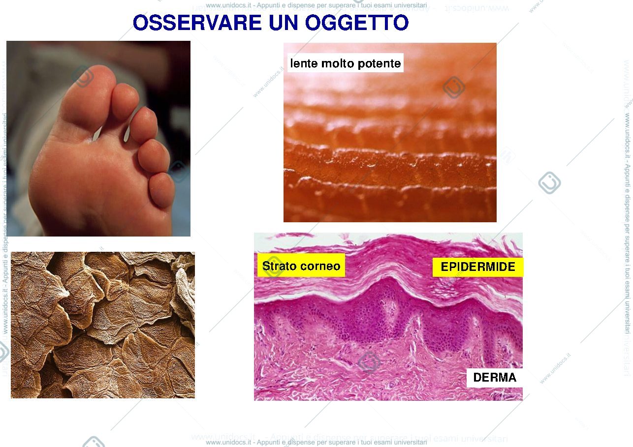 Anteprima pagina 2 — istologia