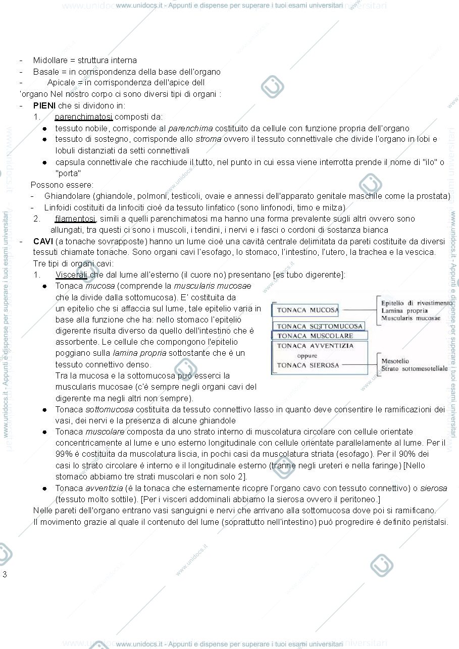 Anteprima pagina 3 — anatomia