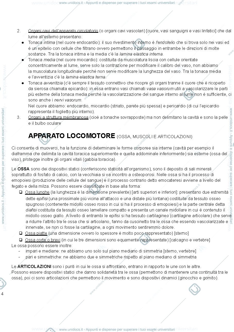 Anteprima pagina 4 — anatomia