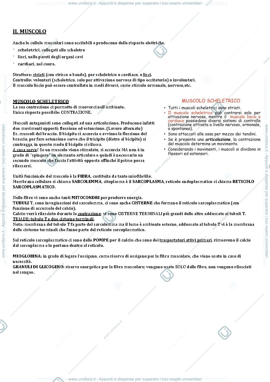 Anteprima pagina 1 — Appunti apparato locomotore fisiologia 