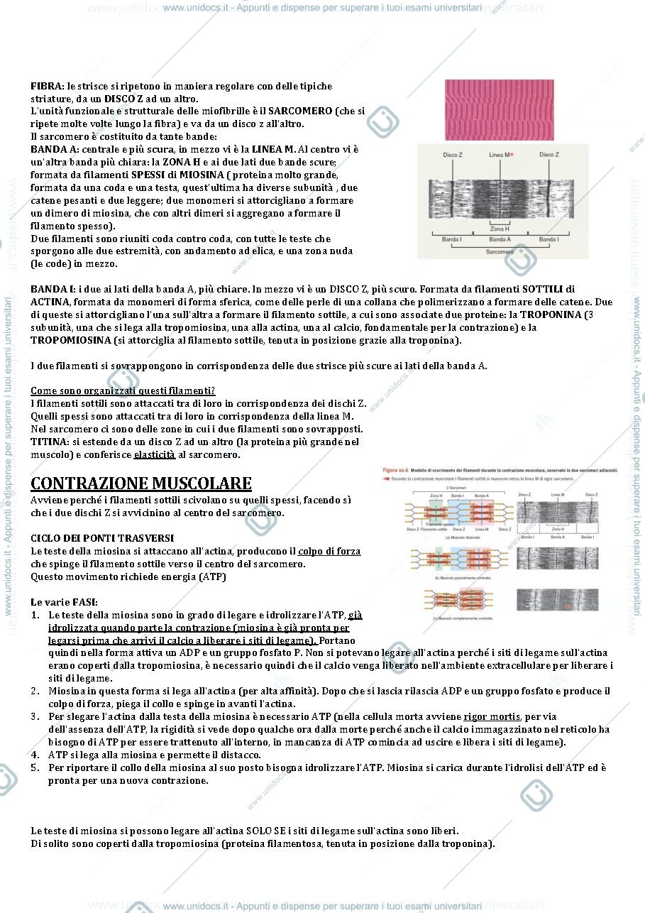 Anteprima pagina 2 — Appunti apparato locomotore fisiologia 