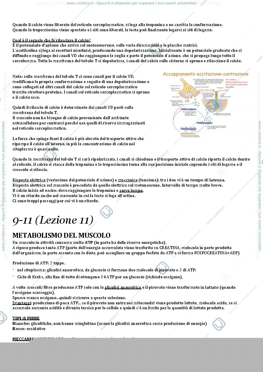 Anteprima pagina 3 — Appunti apparato locomotore fisiologia 