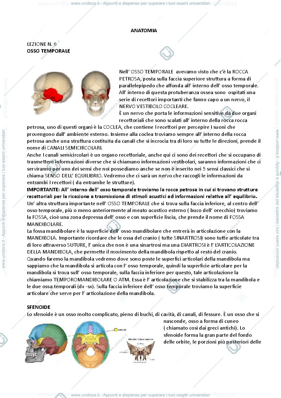 Anteprima pagina 1 — cranio e colonna vertebrale 